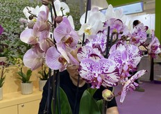 Phalaenopsis from Floricultura.